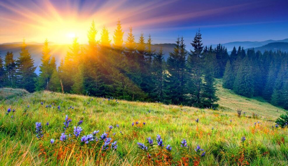 ସବୁତ ସୁନ୍ଦର ଲାଗେ