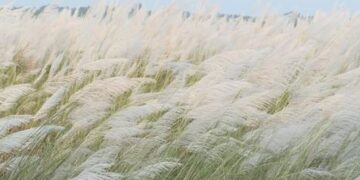 ଆସିଲା ଶରତ ହସିଲା ମରତ