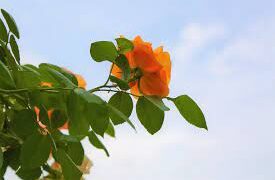 ତେଣୁ-ସ୍ନେହ ଦିଅ ନିଗାଡ଼ି