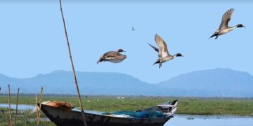 The barefoot ornithologists of Mangalajodi