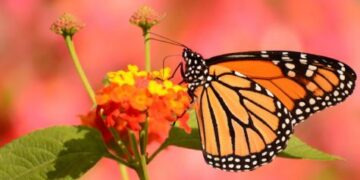 ଫୁଲ ବଗିଚାରେ