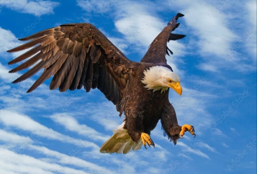 Life-Death-Freedom!!!