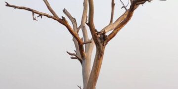 ଗୋଟିଏ ଅଭୁଲା ଘଟଣା