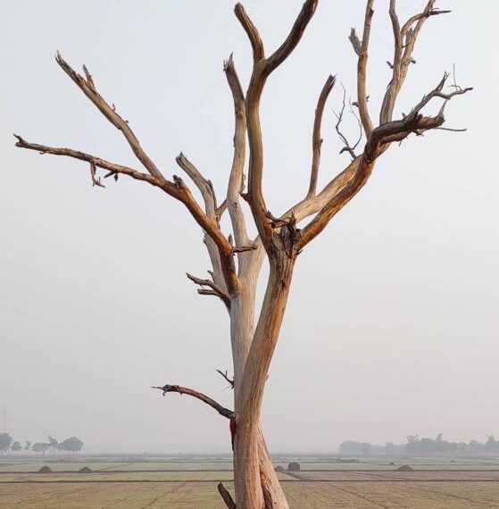 ଗୋଟିଏ ଅଭୁଲା ଘଟଣା