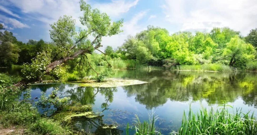 ଯାଇଛି ସବୁଜ ହୋଇ