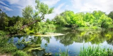 ଯାଇଛି ସବୁଜ ହୋଇ