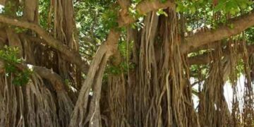 ମର୍ତ୍ତ୍ୟ ମଣ୍ଡଳେ ଦେହ ବହି