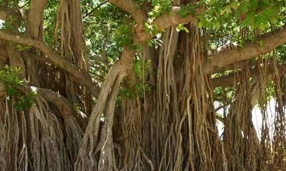 ମର୍ତ୍ତ୍ୟ ମଣ୍ଡଳେ ଦେହ ବହି