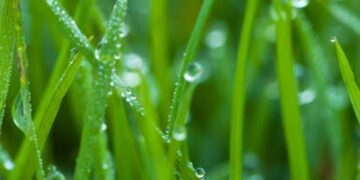 କାକର ଝରିବା ପରି