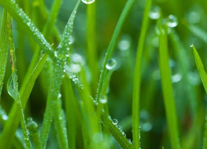 କାକର ଝରିବା ପରି