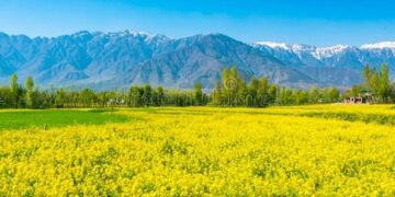 ସୋରିଷ ଫୁଲର ସୁନା ଅଗଣା ରେ