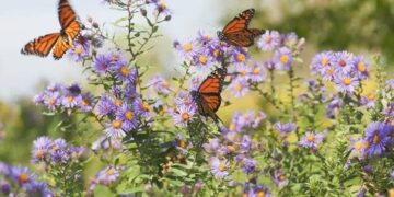 ଭାବନାରେ କେବେ