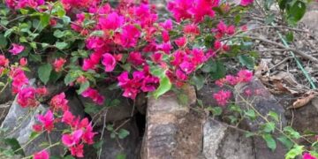 A Strand of Light and Hope!