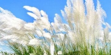 କାଶତଣ୍ଡିର ଗାଁ