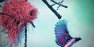 ବସା ବାନ୍ଧିଥିବା ଚଢ଼େଇ ଯେମିତି