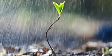 ବର୍ଷା ଗୋଟେ ନାକ କାନ୍ଦୁରୀ ଝିଅଟିଏ