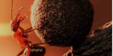 ପିମ୍ପୁଡ଼ି