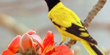 ହଳଦୀ ବସନ୍ତ