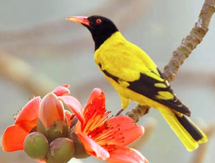 ହଳଦୀ ବସନ୍ତ