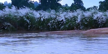 ତୁମ ଗାଁ ନଈପଠା