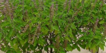 ଚାରି ଧର୍ମ ସାର