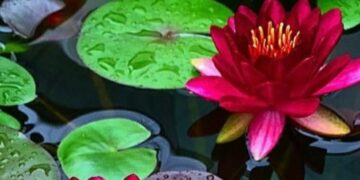 ନାଲି କଇଁଟିଏ