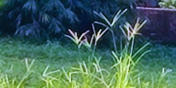 ସ୍ୱରଲିପି ଅତୀତର