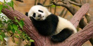 Dhanada’s Discourse: Charming Chengdu – City of Pandas & much more