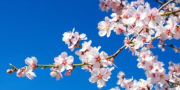 ତମେ ଫାଲ୍‌ଗୁନ ମଧୁଗନ୍ଧ