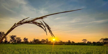 ଧାନ ବିଲରେ ସୂର୍ଯ୍ୟୋଦୟ