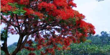 ସାକ୍ଷୀ ସେହି କୃଷ୍ଣ ଚୁଡ଼ା ଗଛ….