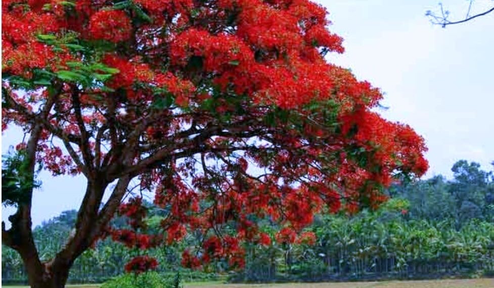 ସାକ୍ଷୀ ସେହି କୃଷ୍ଣ ଚୁଡ଼ା ଗଛ….