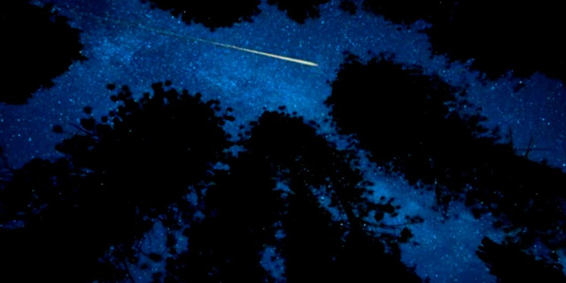 A Distant Star and Mahogany Branches