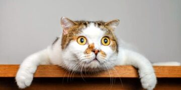 Jay’s Thoughts….Where Curiosity Ends