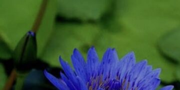 ମୋ ମନରେ ଆଜି ଆଙ୍କିଦେଲା କିଏ