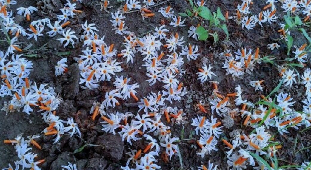 ମନେପଡ଼େ