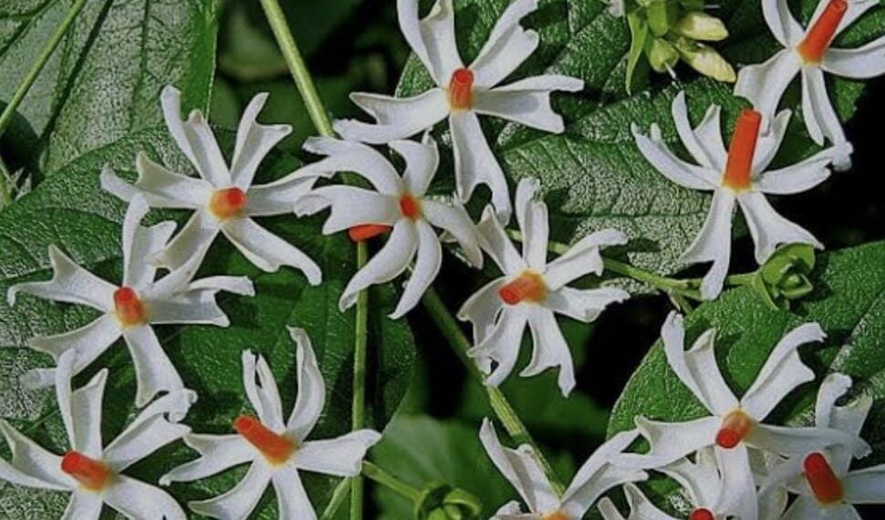 ଗଙ୍ଗଶିଉଳୀ