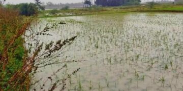 ଅଦିନ ବର୍ଷା