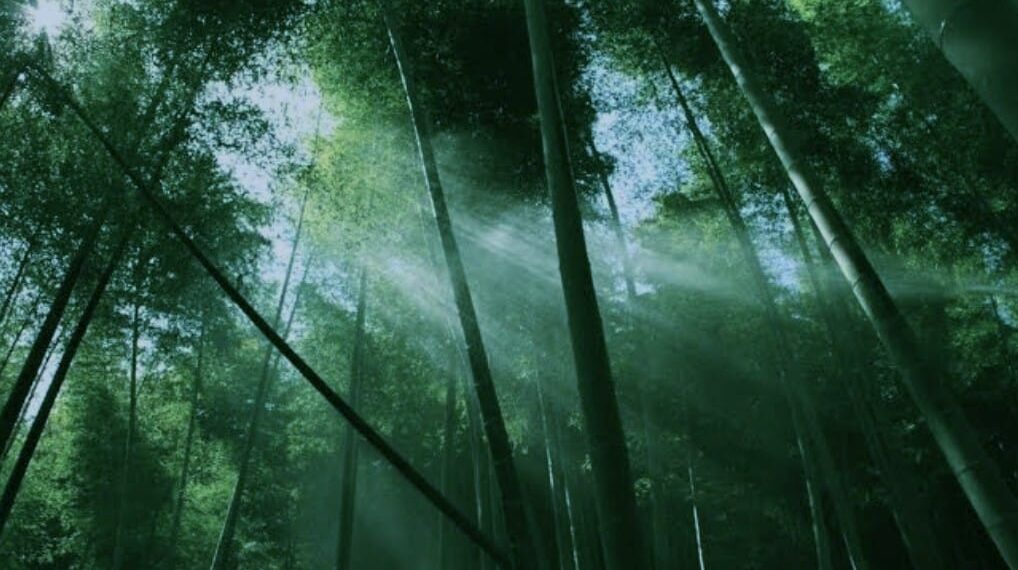 କୋରେଇ, ମହୁଲ, ମାଳତୀ ଫୁଲରେ