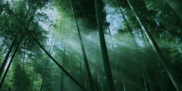 କୋରେଇ, ମହୁଲ, ମାଳତୀ ଫୁଲରେ