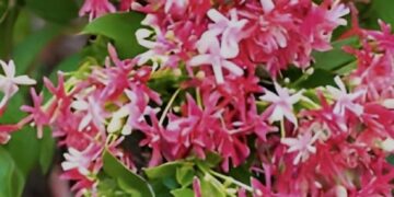 ମଉନୀ ଫୁଲଟି ଆଆଆ