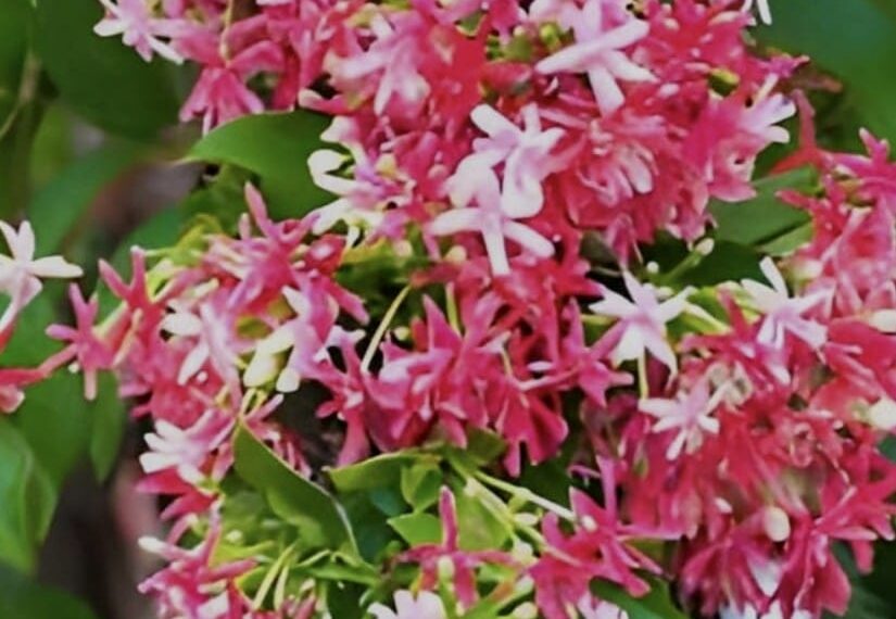 ମଉନୀ ଫୁଲଟି ଆଆଆ