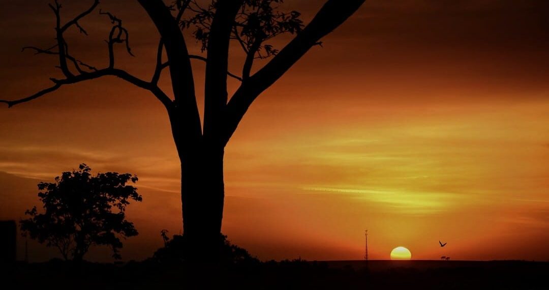 ସନ୍ଧ୍ୟା ସୁରଭି