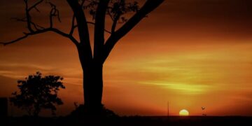 ସନ୍ଧ୍ୟା ସୁରଭି