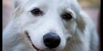 “ଡ଼ିଟୁ” ପାଇଁ