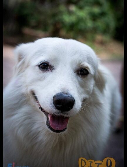 “ଡ଼ିଟୁ” ପାଇଁ