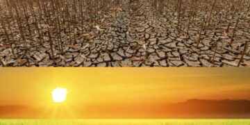 ଉଜୁଡ଼ା ଖେତ