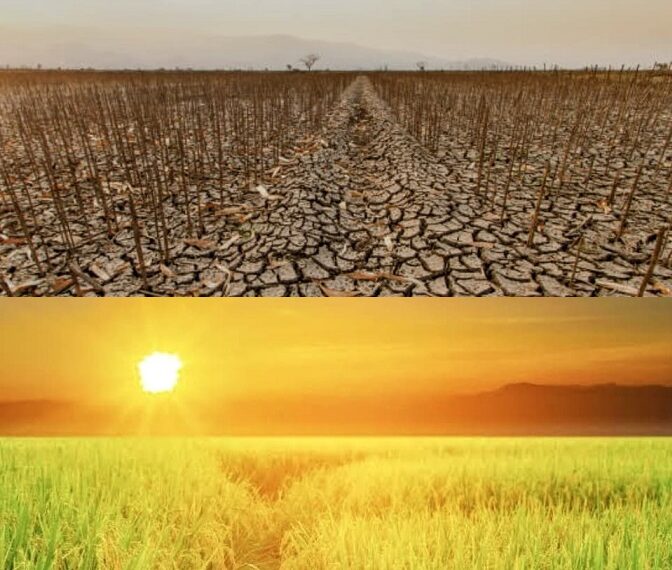 ଉଜୁଡ଼ା ଖେତ