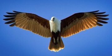 ଶଙ୍ଖଚିଲ