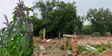 Sanctimonia Tales: Sanctimonia’s Green Gaffe: King Paces for Coronation, Minister Plants Paradoxical Plants